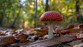 Amanita, Nature, Ultra HD wallpaper