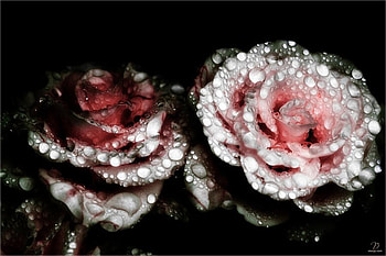 dew, pink, roses, nature, flowers HD wallpaper