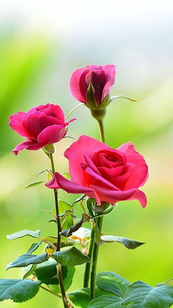 Beautiful Rose, Flowers Background HD phone wallpaper