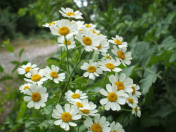 Nature, Flowers, Camomile, Greens HD wallpaper
