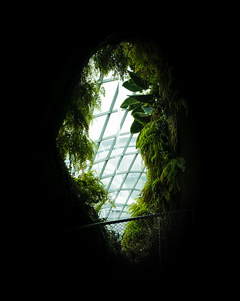 Plants, Leaves, Dark, Window HD phone wallpaper