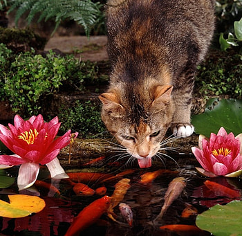 cat drinking from goldfish pond, goldfish, animals, cats, drinking, pond HD wallpaper