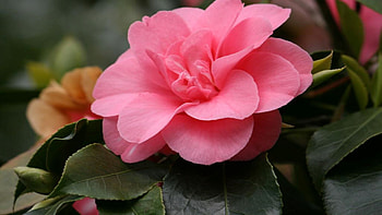 Pink Beauty, Yellow, Summer, flowers, Spring, Pink HD wallpaper