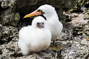 Tauchsafaris, Malpelo, Tauchertraum, Booby HD wallpaper