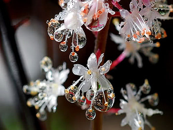 drops, keefers, white, flower, macro HD wallpaper