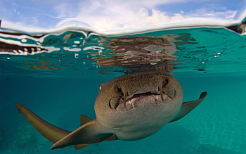 Animals, Underwater World, Shark, Florida, Fort Walton Beach HD wallpaper