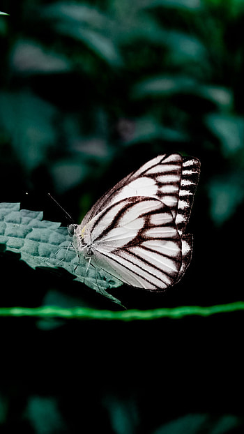 Butterfly, nature HD phone wallpaper