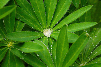 Green leaves, plant, drops HD wallpaper
