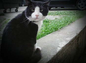Black -white cat, outdoor, cats, , animals HD wallpaper