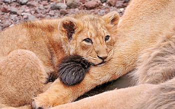 Lions, kitten, kitty, cats, cute, sleepy, sleeping, beauty, animals, hat, sweet, cat, beautiful, paws, cat face, pretty, face, lovely HD wallpaper