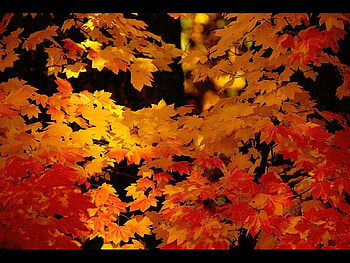 Plants, Landscape, Autumn, Leaves HD wallpaper