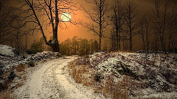 Autumn trees, night, winter, moon, autumn, road, tree HD wallpaper