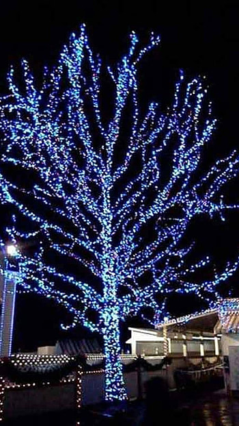 Christmas Lightings, Tress, trees HD phone wallpaper