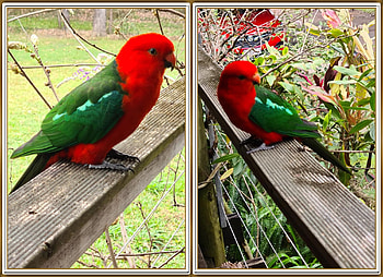 KING PARROTS, PARROTS, NATURE, KING HD wallpaper