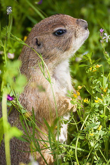A Prairie Dog Town, Fascinating animal communities HD phone wallpaper