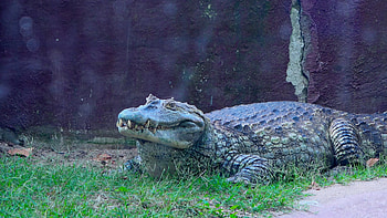 Alligator staying without move, Reptile video, Wildlife footage, Animal behavior HD wallpaper
