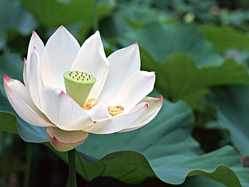 Plants, Flowers HD wallpaper