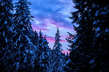 Nature, Trees, Sunset, Sky, Forest, Snow Covered, Snowbound HD wallpaper