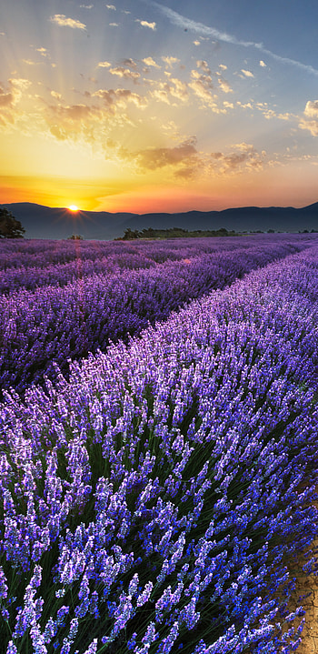 Earth lavender, Natural wonders, Botanical beauty, Purple allure HD phone wallpaper