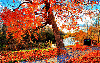PARK at AUTUMN, falls, colorful, enchanting nature, landscape, seasons, park, leaves, branches, autumn, nature, sky, splendor, water, pond HD wallpaper