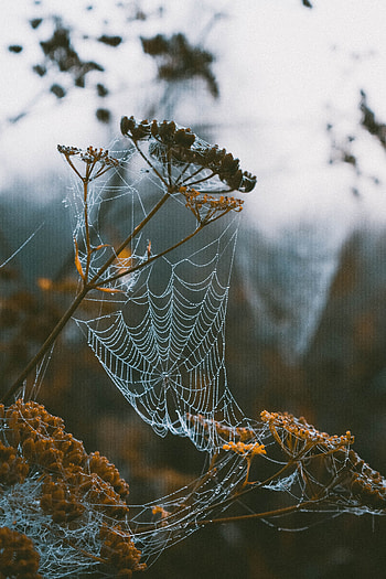 Web, Macro, Blur, Smooth, Branches, Dew HD phone wallpaper