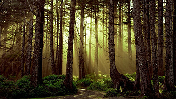 Morning in the Woods, dawn, woods, sunlight, trees, forest, Firefox Persona theme, sunrise HD wallpaper