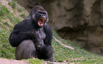 Animals, Gorilla, Monkey HD wallpaper