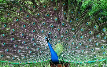 Animals, Patterns, Bird, Peacock, Tail, Pose, Male HD wallpaper