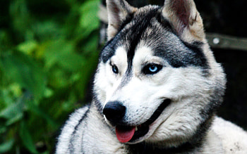 Animals, Wolfs HD wallpaper