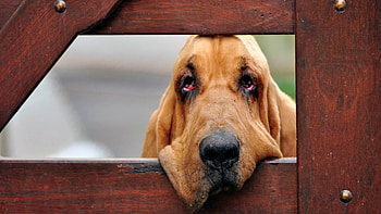 Bloodhound, Unique , Canine companions, Dog breed HD wallpaper