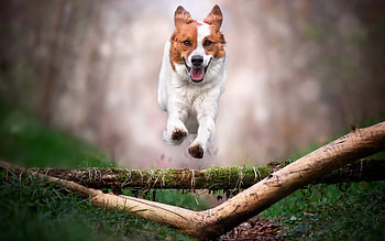 Dog, animal, jump, stick HD wallpaper