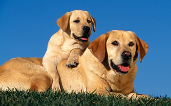 Dogs, sweet, puppies, cute, beautiful, playful, playful dog, puppy, dog face, pretty, animals, face, lovely HD wallpaper