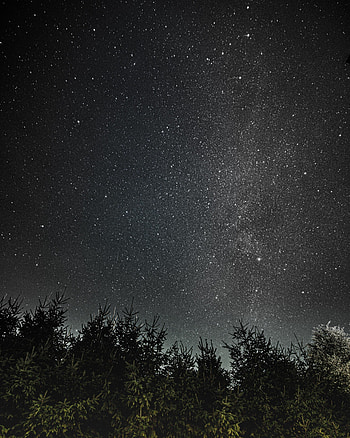 Trees, Universe, Night, Dark, Starry Sky HD phone wallpaper