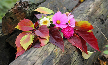 Autumn still life, colorful, natural, nice, autumn, fall, garden, berries, beautiful, park, still life, leaves, wood, pretty, nature, flowers, lovely, foliage HD wallpaper