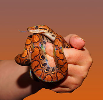 Close-up shot of a vibrant rainbow boa constrictor being held with a warm background. HD wallpaper