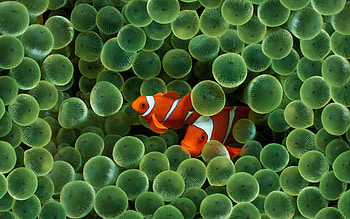 ... aquarium live for laptop aquarium live ... HD wallpaper
