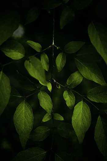 Leaves, Plant, Macro, Dark, Branches HD phone wallpaper