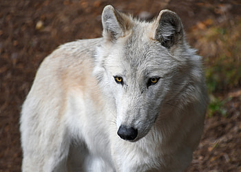 Animals, Muzzle, Predator, Wolf, Wild, Yellow-Eyed HD wallpaper
