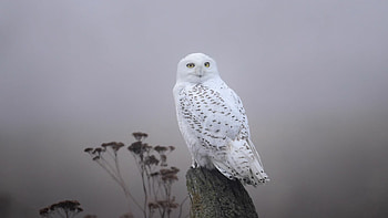 Snowy owl , , Beautiful bird graphy, Majestic and elegant HD wallpaper