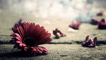 Flower, Flowers, Light, Petals, Light Coloured HD wallpaper