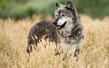 Animals, Grass, Wolf, Hunt, Hunting, Looking Out, Looks Out HD wallpaper