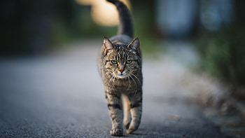 Cat, Pets HD wallpaper