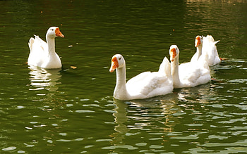 Geese, birds, water, animals HD wallpaper
