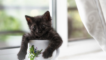 Cute Kitty, cute, cat, cup, animals HD wallpaper
