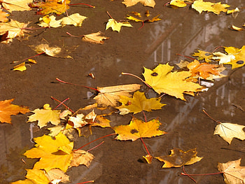 Background, Autumn, Leaves HD wallpaper