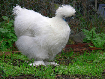 Silky Bantam, silky, bantam, cool HD wallpaper