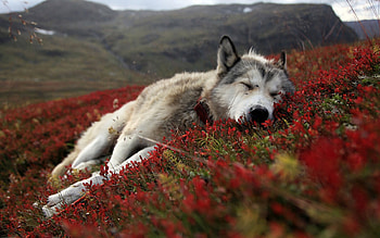Wolf Wild, wolf, wild, animals HD wallpaper