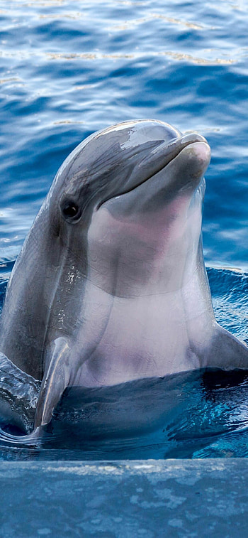 for , Discover the beauty of Discovery Cove, Stunning visuals for the 12 Pro and 12 Pro Max, Orlando paradise HD phone wallpaper
