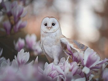 Barn owl , Majestic bird graphy, Snowy landscape, Nocturnal beauty HD wallpaper