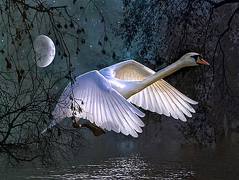 Night wings, night, white, darkness, moon, flight, swan HD wallpaper
